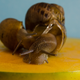 Illustration for article titled 18 Creepy, Crawly Photos Of Insects